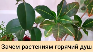 Зачем комнатным растениям устраиваю горячий душ🌿