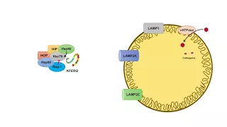 Chaperone-Mediated Autophagy (CMA) | Selection, Mechanism and Regulation