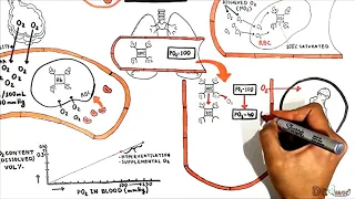 Oxygen-Hemoglobin Dissociation Curve. Cooperative binding.Transport of oxygen and carbon dioxide