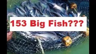 153 BIG FISH in John 21:11!? WHAT?! Do you remember that? Mandela Effect Bible Changes
