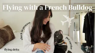 FLYING WITH A FRENCH BULLDOG // My Experience, Pet Carrier, Tips for Flying