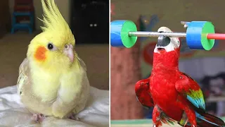 Smart And Funny Parrots Parrot Talking Videos Compilation (2023) - Cute Birds #5