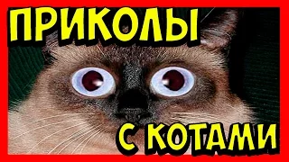 ПРИКОЛЫ С КОТАМИ 2016 СМЕШНЫЕ КОТЫ 2016 Funny Cats 2016