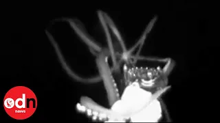 Amazing close-up footage of elusive giant squid