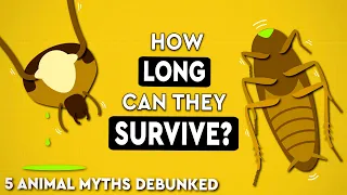 5 Common Animal Myths DEBUNKED