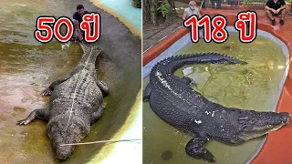 10 อันดับ จระเข้อายุยืนยาวที่สุดในโลก (World's Oldest Crocodile)