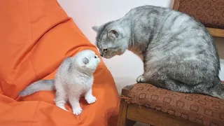 Kitten meets new parents dad cat and mom cat Incredibly cute