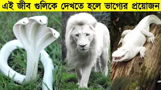 এই প্রাণীগুলোকে পৃথিবীর খুব কম মানুষ দেখেছেন || 10 Most Beautiful White Animals in the World