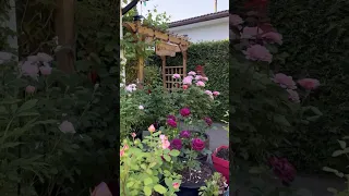 Morning walk in my front yard, roses and peonies #rose #peony #garden #gardening #gardeninspiration