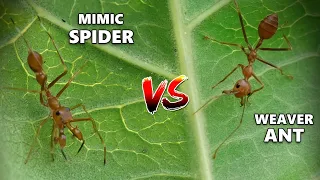 Ant Imposter Meets the Real Thing: ANT-MIMIC SPIDER