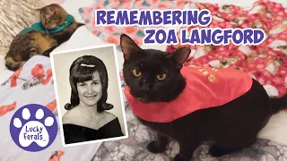 Remembering Zoa Langford Tribute Cat Video Compilation - RIP Zoa