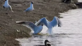 Fighting Gulls