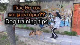 Βόλτα μεγαλόσωμου σκύλου (Big dog walk-dog training tips,english subs)