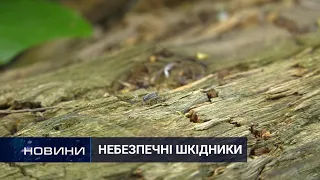 Аби не зіпсувати відпочинку: як вберегтись від укусів комах. Перший Подільський 10.06.2021