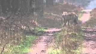 Achtköpfiges Wolfsrudel im Heidekreis gefilmt