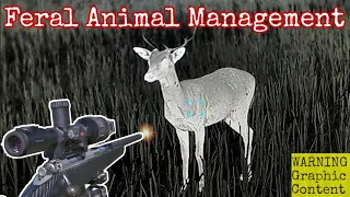 Feral Animal Control in Australia || 6BR & Thermion 2 XP50 || ATV Hunting & Shooting