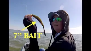BIG BAITS BIGGER FISH || Winter Trout Fishing Texas