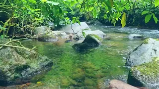 Nature Sound Therapy, The Sound of Water and Birdsong in Tropical Mountain Rivers, ASMR