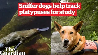 Sniffer dogs are being trained to track down threatened platypus populations