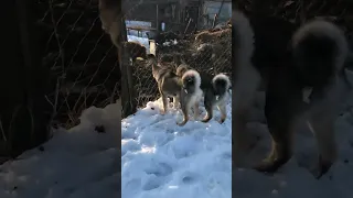 Первое знакомство с кабаном, щенкам 4,5 месяца, потомки Шороха и Устюг-Клеща.