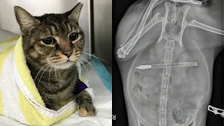 Who killed beloved cat with arrow? Cops want to know