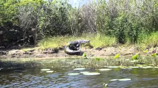 huge croc on bank of Corroboree Billbong