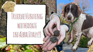 Truffle Hunting in Alba Italy With Dogs