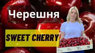 How to grow sweet cherry