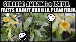 MY VANILLA BLOOMS! Growing, Bean Pods & Propagation  & USEFUL FACTS ABOUT VANILLA ORCHID -