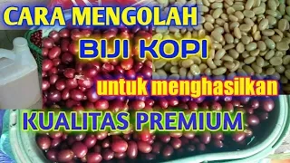 CARA MENGOLAH BIJI KOPI UNTUK MENGHASILKAN KUALITAS PREMIUM