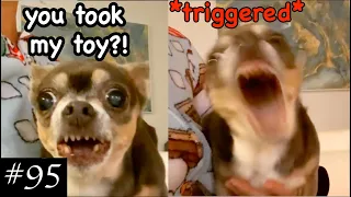 Angry Chihuahuas Compilation 😡🐶| We Still Love Them