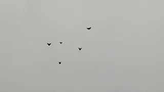Дождь,голуби в небе.