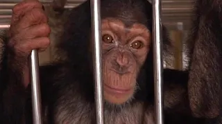 Nepal Busts Chimpanzee Smugglers Following  Inquiry