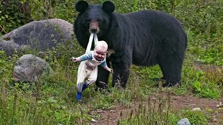 Медведь отказался отпускать peбeнкa из своей пасти. Когда люди узнали причину, то были в шоке!