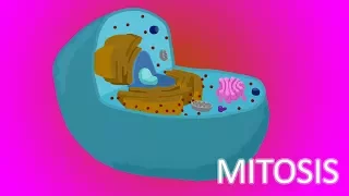 Mitosis Animation