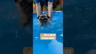 Dog Swimming World Champion? 🤣 Pug Dog Swimming #shorts #shortswithcamilla