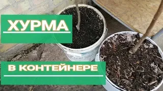 🍊🍊ПОСАДКА МОРОЗОСТОЙКОЙ ХУРМЫ В КОНТЕЙНЕРЫ. Качество саженцев.  Growing frost-resistant persimmons