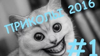 ЭТО ТАК СМЕШНО! Такого вы ещё не видели! ПРИКОЛЫ 2016