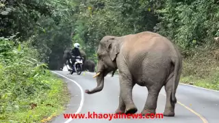 angry elephant