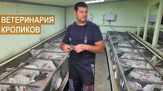 Ветеринарное обслуживание кроликов. Кроликоферма Александра Воронкова