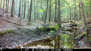 Oct. 2022 trail cam highlights, part 1