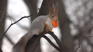 Про белку и морковку / About a squirrel with a carrot