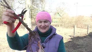 Посадка саженцев винограда в середине марта