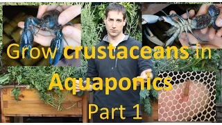 Grow crustaceans in Aquaponics Part 1