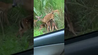 Baby deer nursing on the Momma! Excuse my sister!
