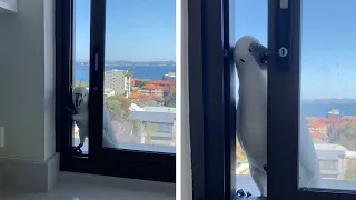 Cockatoo Says Hello After He Breaks Into House