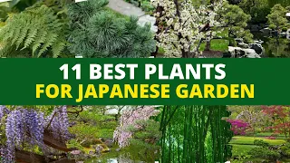 Top 11 Plants for a Japanese Zen Garden 👌