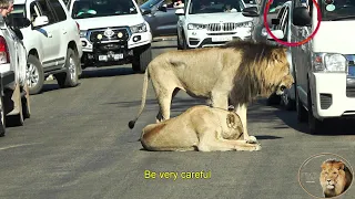 Angry And Jealous Lion Chase His Brother - And Warn Tourist - Away From His Lioness
