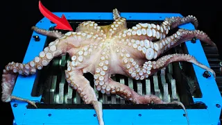 Shredding Giant Octopus Food And Toys