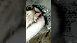 Кот вытащил язык